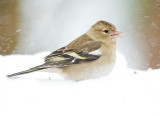 Vink 10
