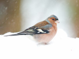 Vink 11