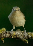 Tuinfluiter frontal