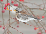 Kramsvogel 5