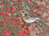 Kramsvogel 6