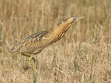 Roerdomp 77