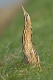 Roerdomp 79