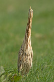 Roerdomp 80
