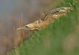 Roerdomp 81