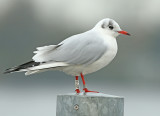 Kokmeeuw-AD715