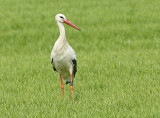 Ooievaar-6E227