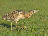 Roerdomp 82