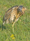 Roerdomp 86
