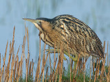 Roerdomp 95
