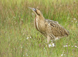 Roerdomp 99