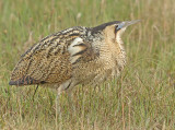 Roerdomp 101
