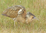 Roerdomp 102