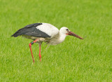 Ooievaar 4E260 