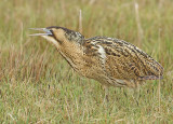 Roerdomp 111