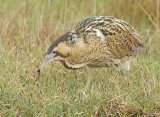 Roerdomp 112