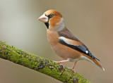 Appelvink 34