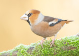 Appelvink 35