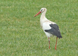 Ooievaar-9496