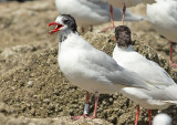 Zwartkopmeeuw-37NE
