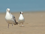 Zwartkopmeeuw-3VR0