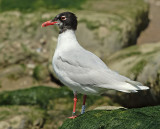 Zwartkopmeeuw-3TYH