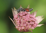 bonte-knotswesp
