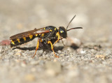 Grote-snuittordoder
