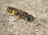 kleine zeefwesp