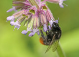 steenhommel.
