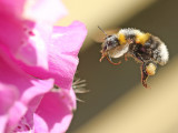 tuinhommel