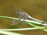 beekoeverlibel 1