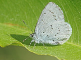 Boomblauwtje 1