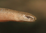 hazelworm1
