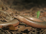 hazelworm2