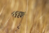 Iberische wimpelstaart