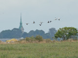 Kraanvogel 10