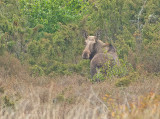 Eland 1