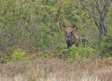 Eland 2