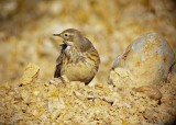 American Pipit