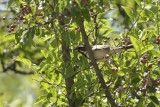 Black-throated Sparrow
