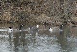 Snow Goose (Blue Morph)