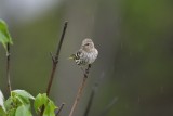 Pine Siskin