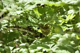 Hooded Warbler on Nest