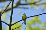 Kentucky Warbler (Male)