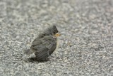 Tufted Titmouse (Fledgling)