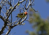 Male Western Tanager