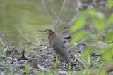 Green Heron