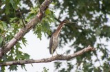 Green Heron