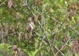 Brown Thrasher